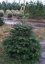 Abies nordmanniana - Varianty: ko130l velikost 225-250