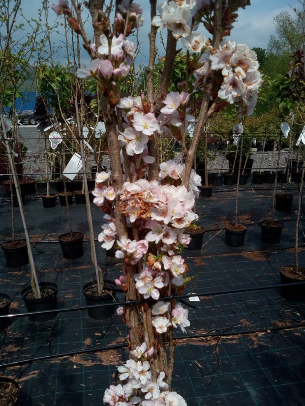 Prunus serrulata 'Amanogawa' - Varianty: ko18l velikost 175-200
