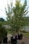 Betula jacquemontii - Varianty: ko15l velikost 150-175 keř