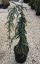 Cedrus atlantica 'Glauca Pendula' - Varianty: ko35l velikost ok 10-12