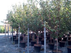 Prunus armeniaca 'Bergeron'
