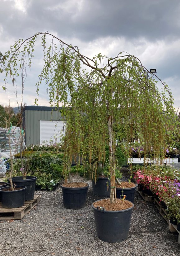 Betula pendula 'Youngii'