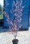 Prunus cerasifera 'Nigra'