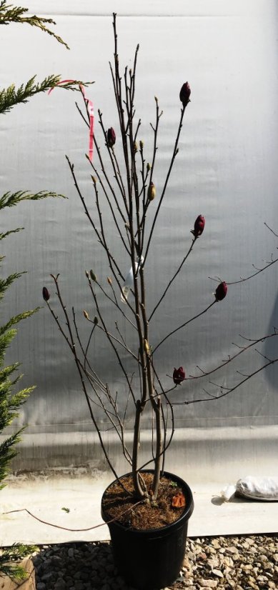 Magnolia 'Genie' ® - Varianty: ko7,5l velikost 80-100