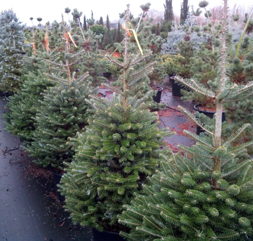 Abies koreana - Varianty: ko20l velikost 125-150