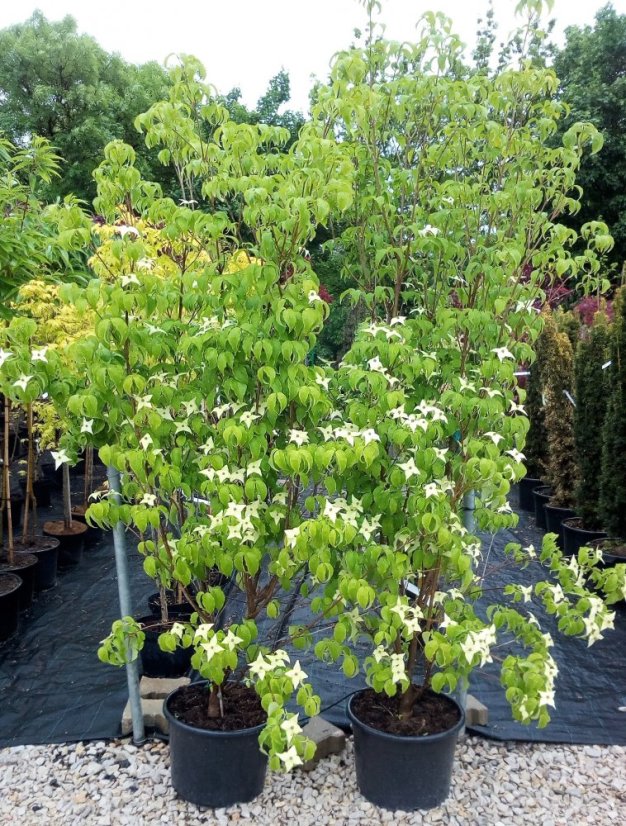 Cornus kousa 'Milky Way' - Varianty: ko15l velikost 100-120