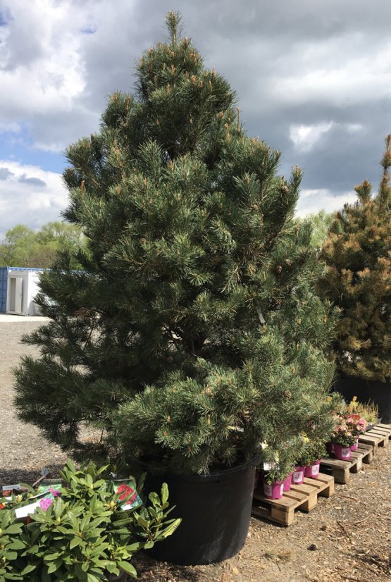 Pinus sylvestris - Varianty: ko285l velikost 200-225