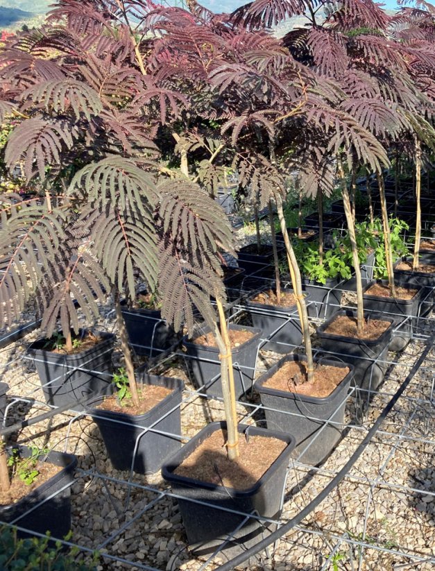 Albizia julibrissin 'Summer Chocolate' - Varianty: ko15l kmen 120